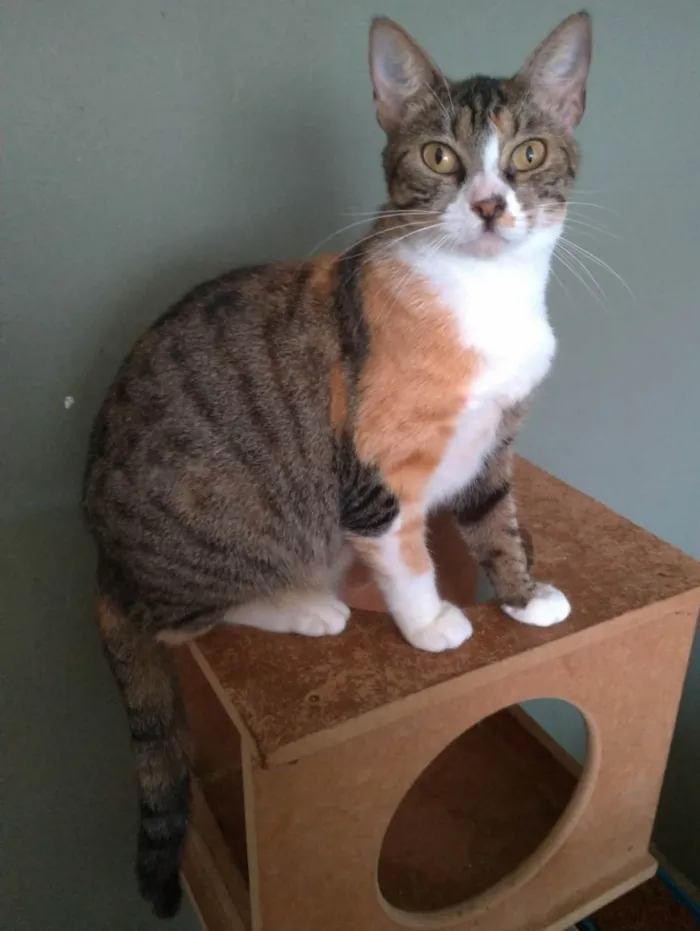 Gato ra a SRD-ViraLata idade 1 ano nome TYNNA