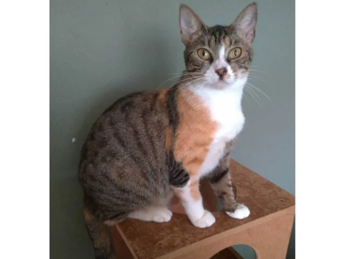 Gato ra a SRD-ViraLata idade 1 ano nome TYNNA
