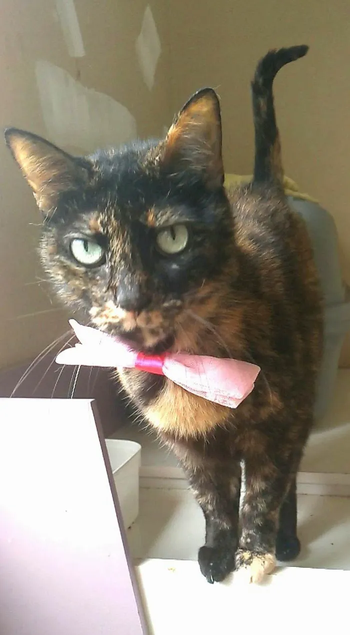 Gato ra a SRD-ViraLata idade 2 anos nome VITÓRIA