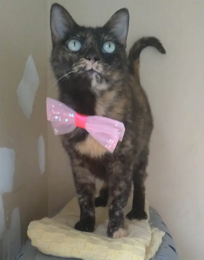 Gato ra a SRD-ViraLata idade 2 anos nome VITÓRIA