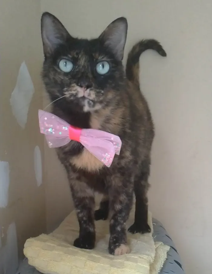 Gato ra a SRD-ViraLata idade 2 anos nome VITÓRIA