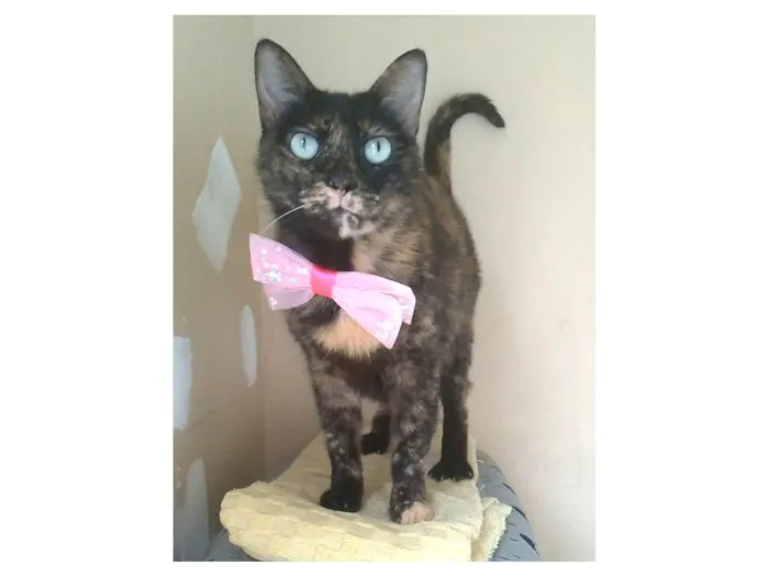 Gato ra a SRD-ViraLata idade 2 anos nome VITÓRIA