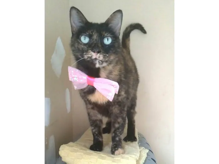 Gato ra a SRD-ViraLata idade 2 anos nome VITÓRIA