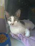 Pipa