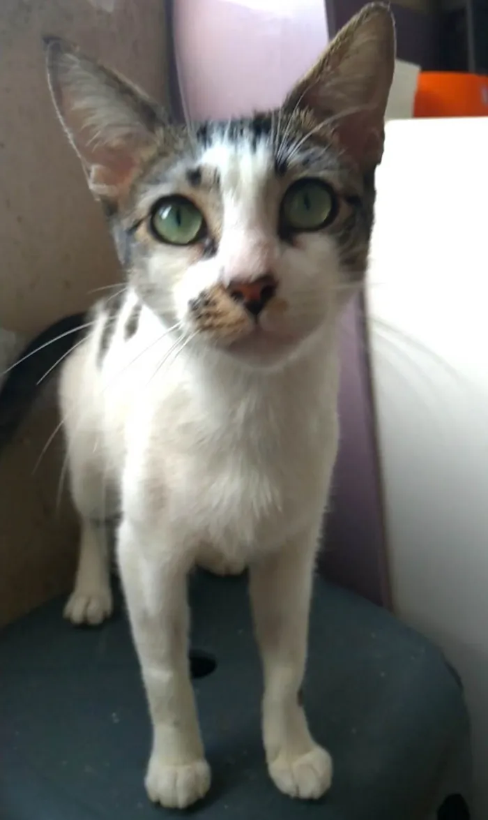 Gato ra a SRD-ViraLata idade 7 a 11 meses nome Pipa