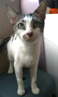 Pipa