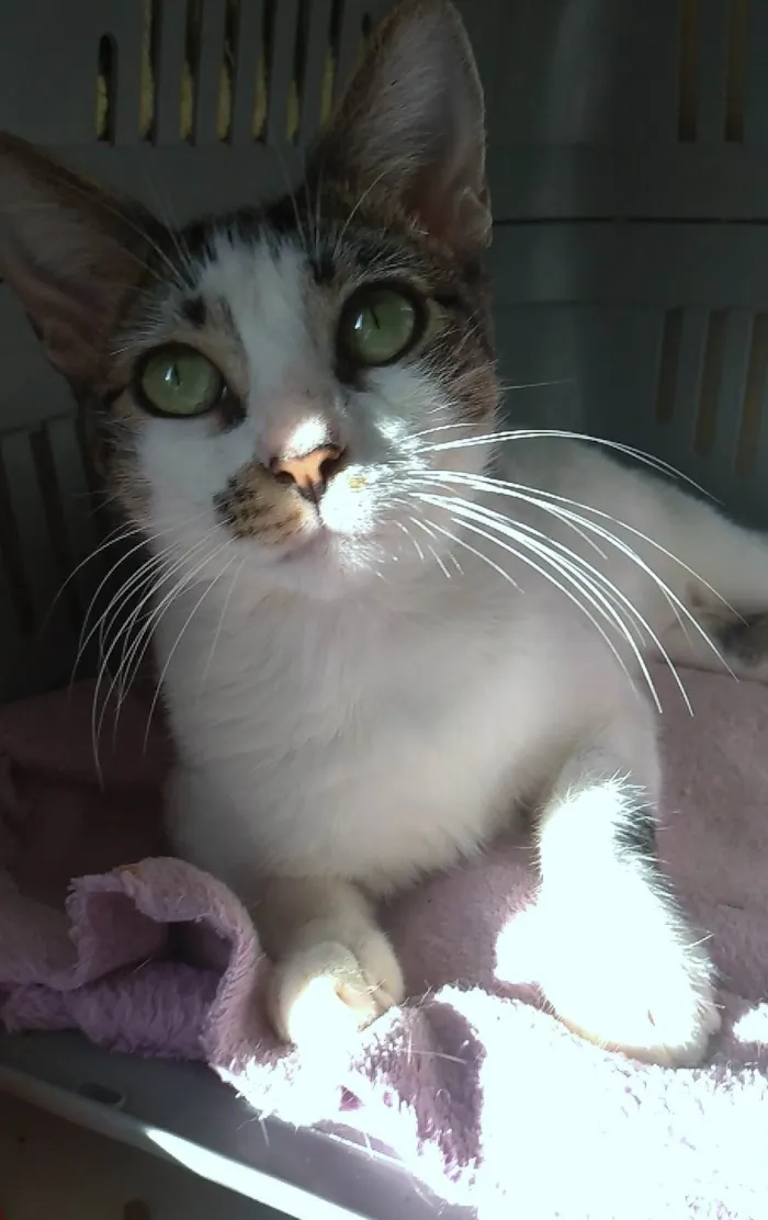 Gato ra a SRD-ViraLata idade 7 a 11 meses nome Pipa