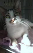 Pipa