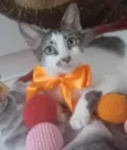 Pipa
