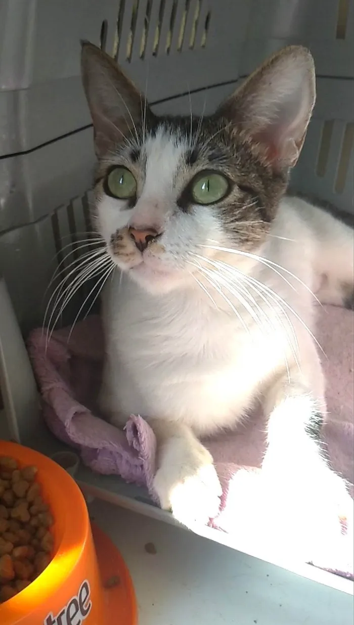 Gato ra a SRD-ViraLata idade 7 a 11 meses nome Pipa