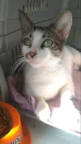 Pipa
