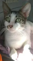 Pipa