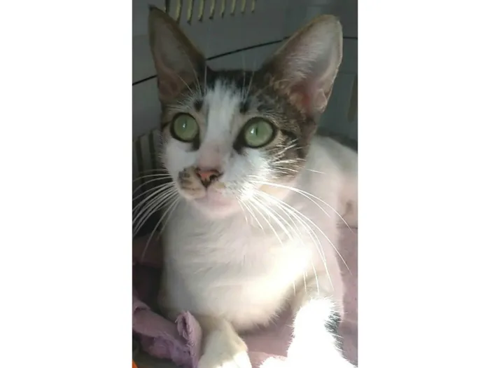 Gato ra a SRD-ViraLata idade 7 a 11 meses nome Pipa