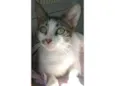 Pipa