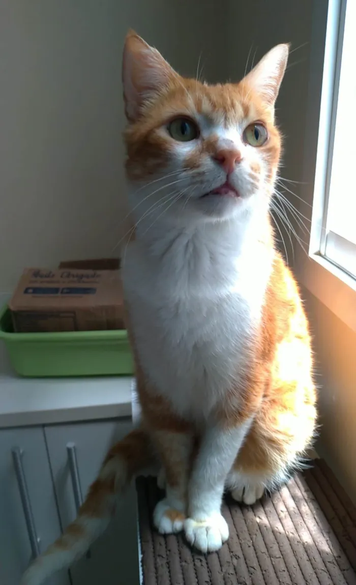 Gato ra a SRD-ViraLata idade 2 anos nome Thor