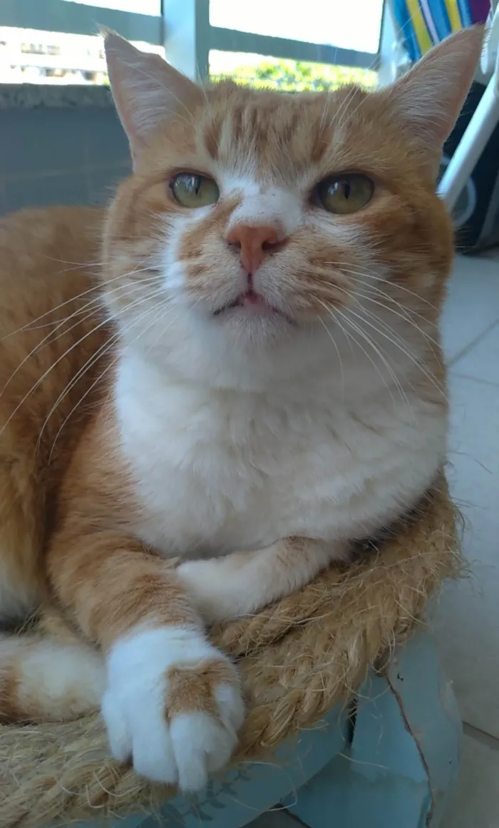 Gato ra a SRD-ViraLata idade 2 anos nome Thor