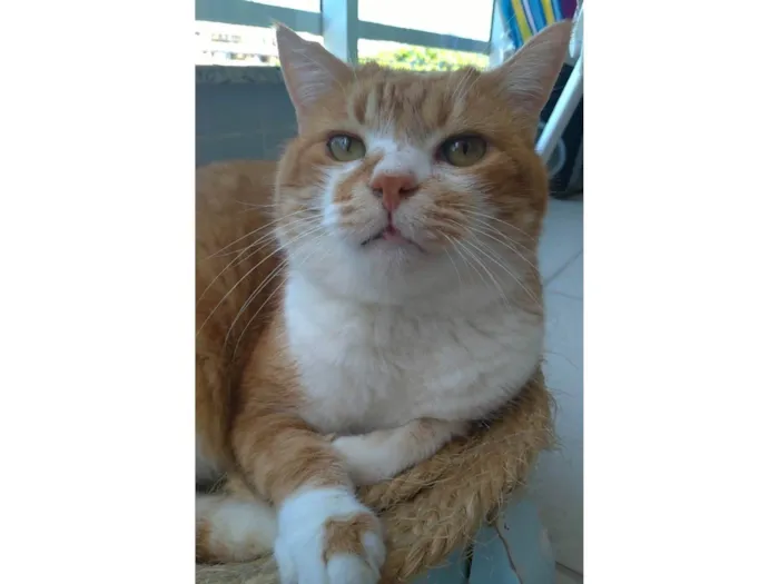 Gato ra a SRD-ViraLata idade 2 anos nome Thor