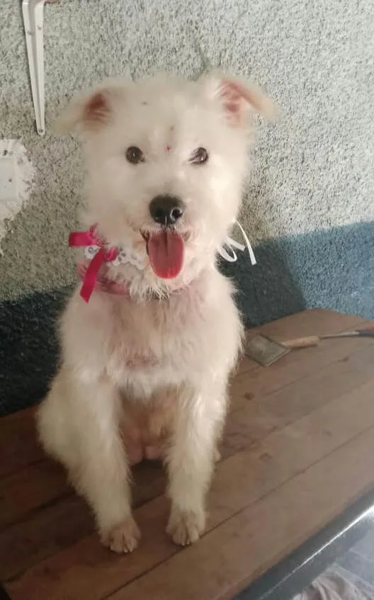 Cachorro ra a  idade 2 anos nome Sandy