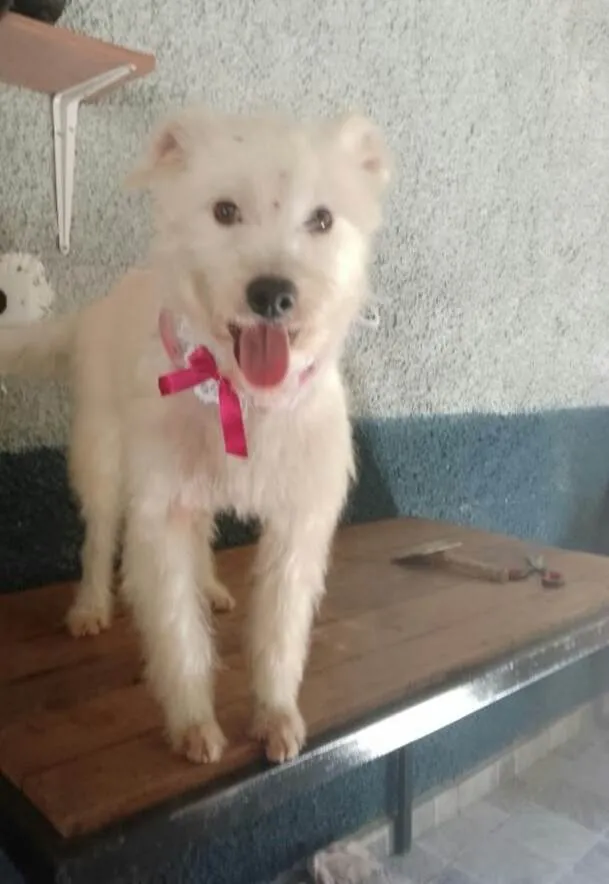 Cachorro ra a  idade 2 anos nome Sandy