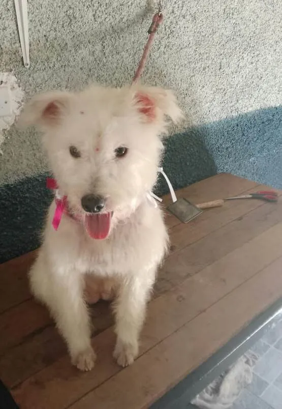 Cachorro ra a  idade 2 anos nome Sandy