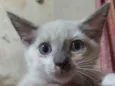 Tita