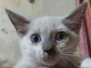 Gato raça Siamês  idade Abaixo de 2 meses nome Tita