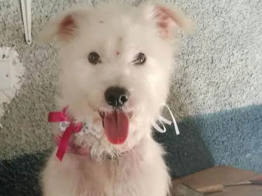 Cachorro ra a  idade 2 anos nome Sandy