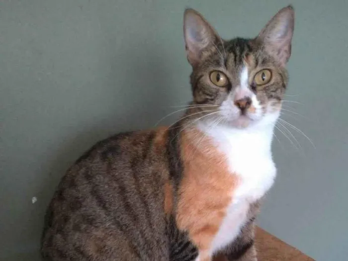 Gato ra a SRD-ViraLata idade 1 ano nome TYNNA
