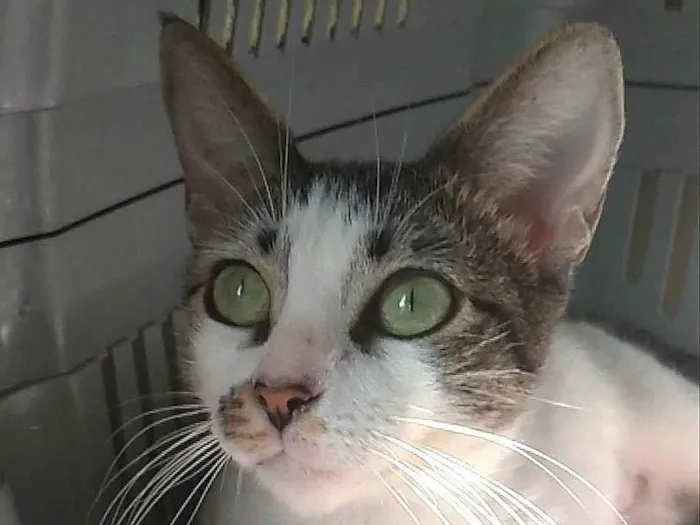 Gato ra a SRD-ViraLata idade 7 a 11 meses nome Pipa
