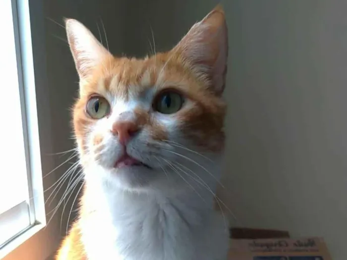 Gato ra a SRD-ViraLata idade 2 anos nome Thor