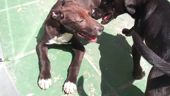 Cachorro ra a SRD-ViraLata idade 2 a 6 meses nome Brummer 