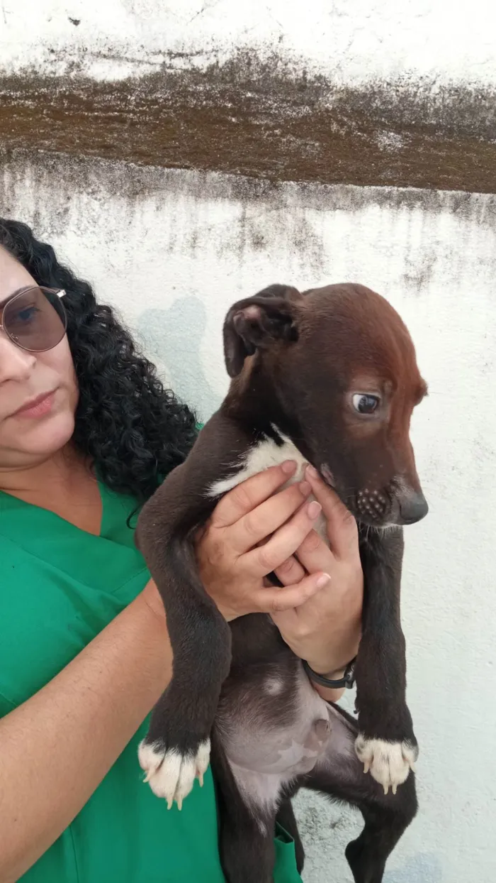 Cachorro ra a SRD-ViraLata idade 2 a 6 meses nome Brummer 
