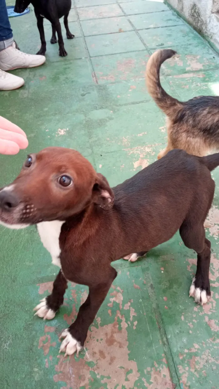 Cachorro ra a SRD-ViraLata idade 2 a 6 meses nome Brummer 
