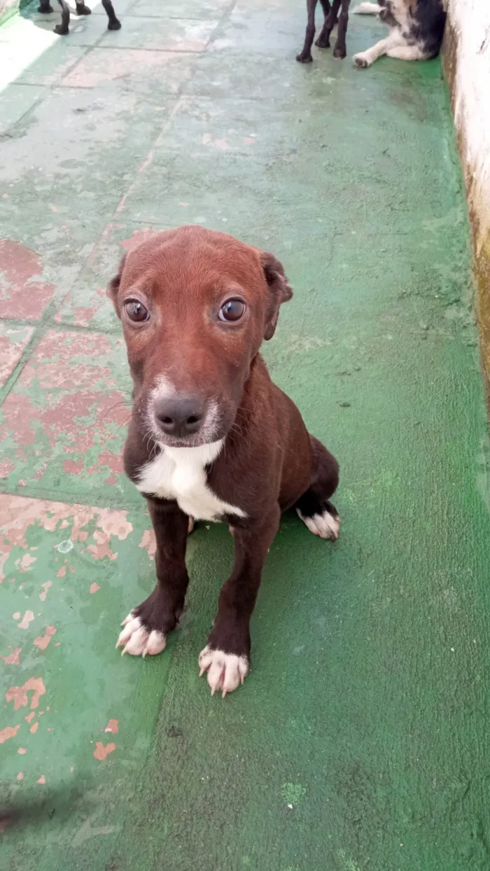 Cachorro ra a SRD-ViraLata idade 2 a 6 meses nome Brummer 
