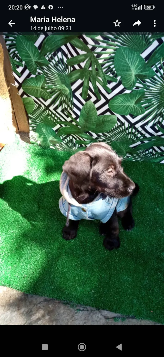 Cachorro ra a SRD-ViraLata idade 2 a 6 meses nome Pedrinho