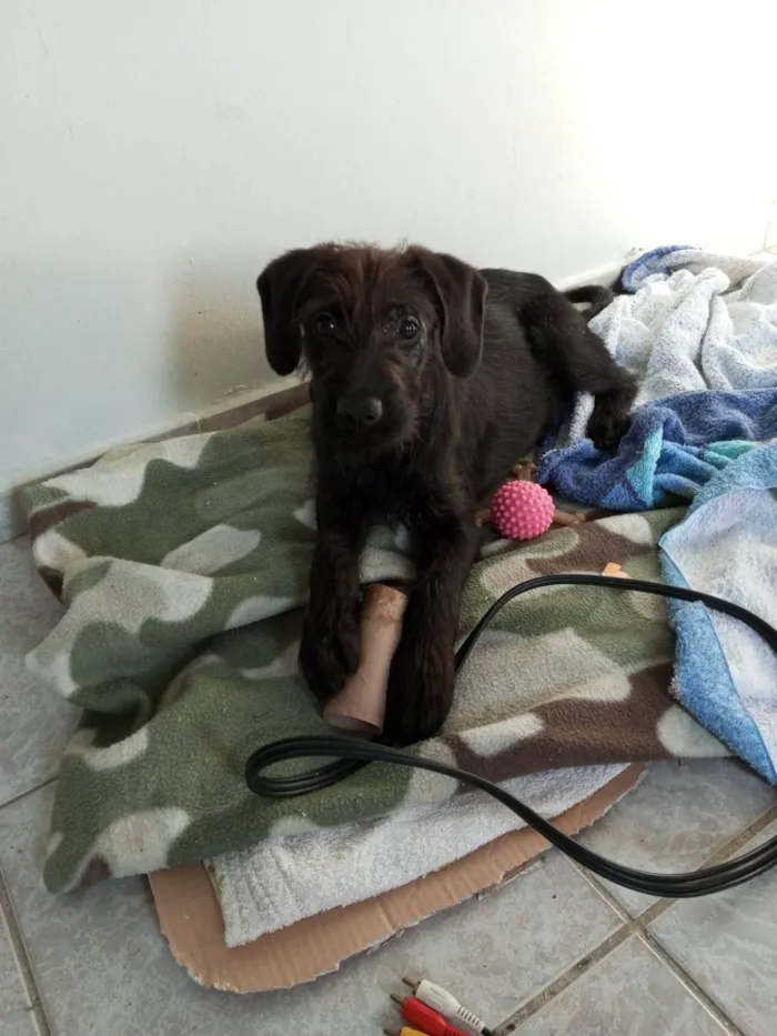 Cachorro ra a SRD-ViraLata idade 2 a 6 meses nome Pedrinho