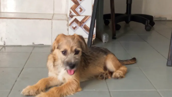 Cachorro ra a SRD-ViraLata idade 2 a 6 meses nome Nino
