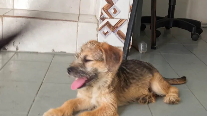 Cachorro ra a SRD-ViraLata idade 2 a 6 meses nome Nino