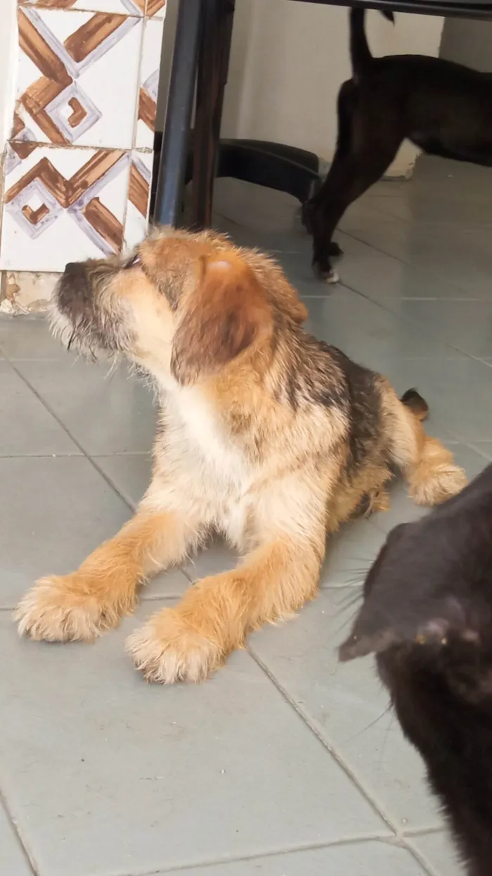 Cachorro ra a SRD-ViraLata idade 2 a 6 meses nome Nino