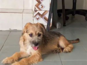 Cachorro raça SRD-ViraLata idade 2 a 6 meses nome Nino