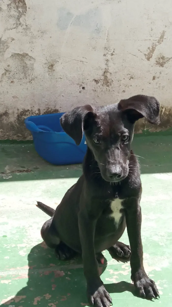 Cachorro ra a SRD-ViraLata idade 2 a 6 meses nome Potter