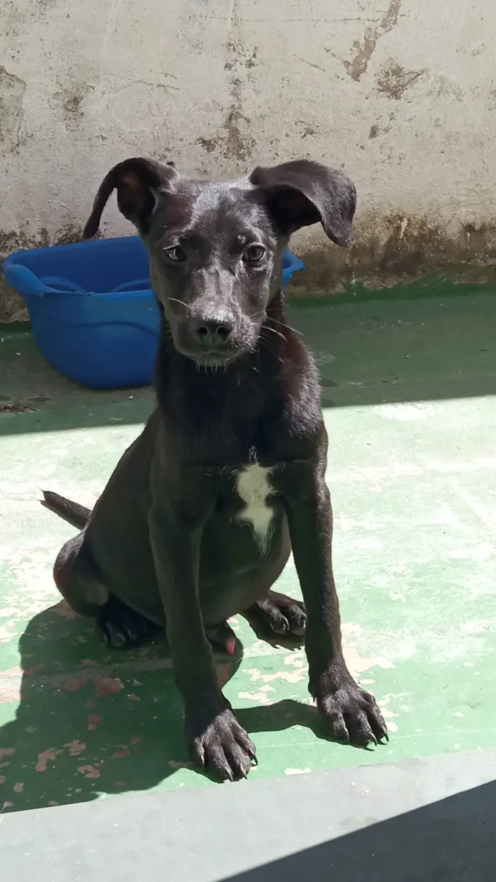 Cachorro ra a SRD-ViraLata idade 2 a 6 meses nome Potter