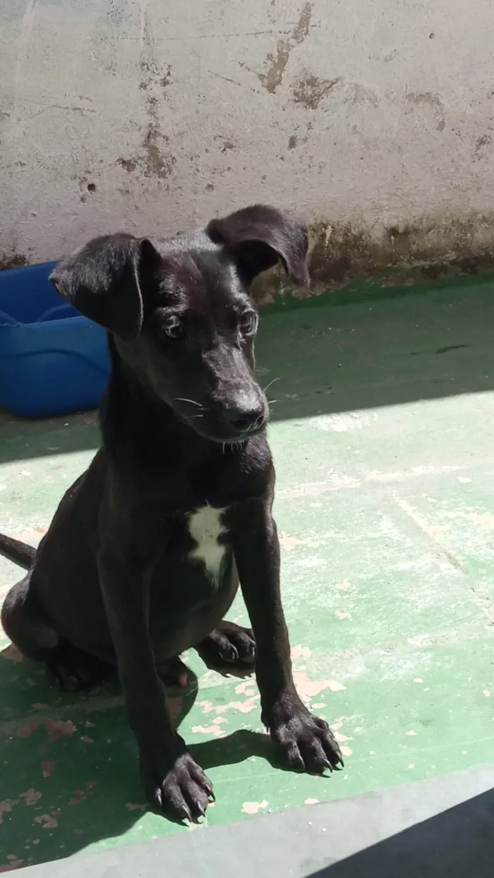 Cachorro ra a SRD-ViraLata idade 2 a 6 meses nome Potter