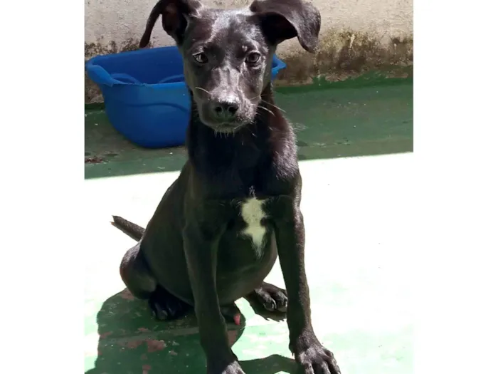 Cachorro ra a SRD-ViraLata idade 2 a 6 meses nome Potter
