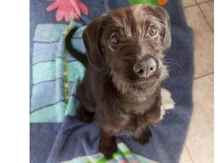 Cachorro ra a SRD-ViraLata idade 2 a 6 meses nome Pedrinho
