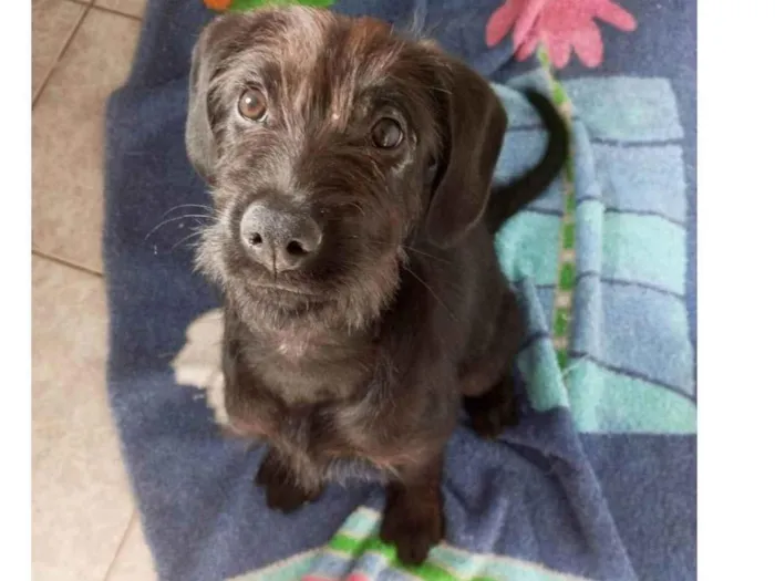 Cachorro ra a SRD-ViraLata idade 2 a 6 meses nome Pedrinho