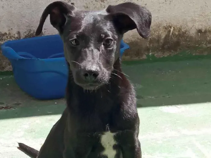 Cachorro ra a SRD-ViraLata idade 2 a 6 meses nome Potter