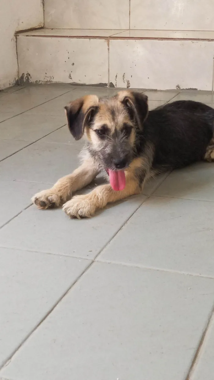 Cachorro ra a SRD-ViraLata idade 2 a 6 meses nome Nina