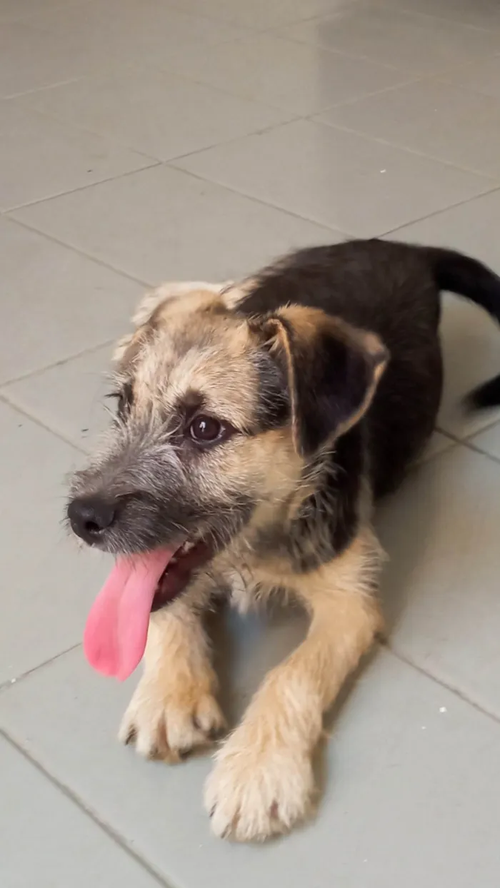 Cachorro ra a SRD-ViraLata idade 2 a 6 meses nome Nina