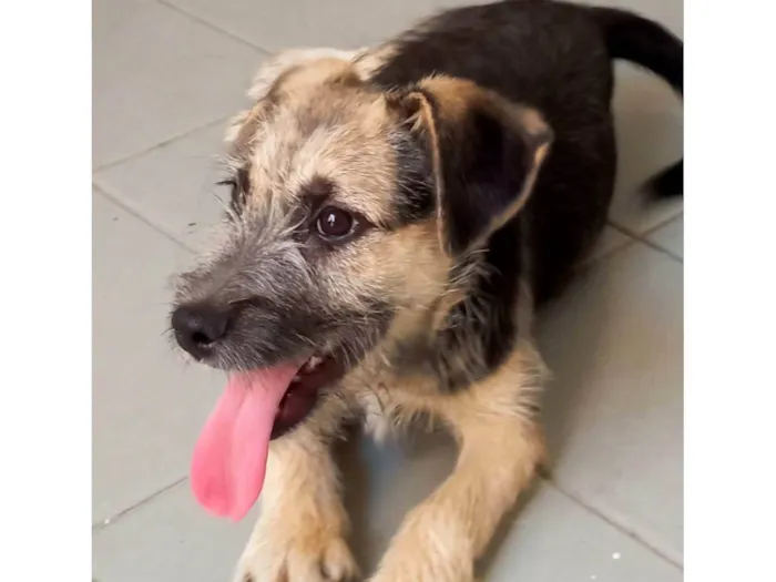 Cachorro ra a SRD-ViraLata idade 2 a 6 meses nome Nina